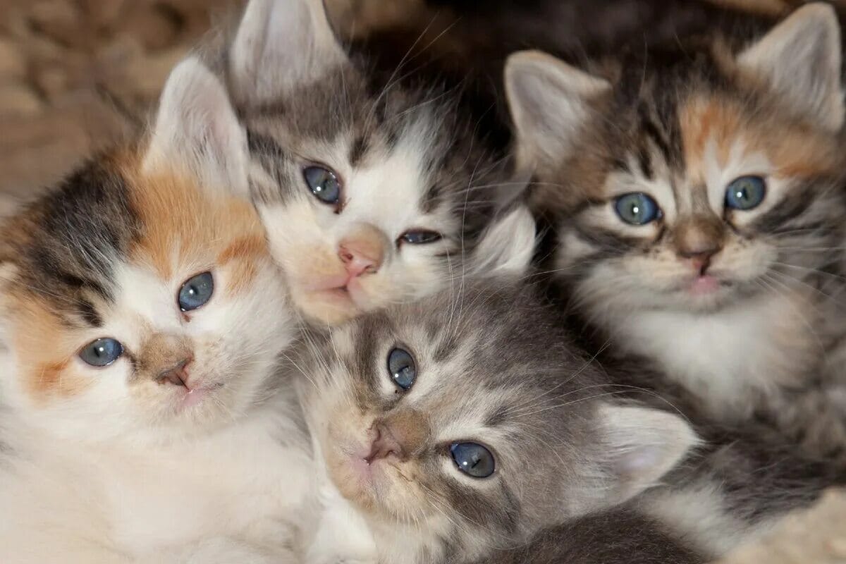 Hoe verzorg je een kitten op de juiste manier?