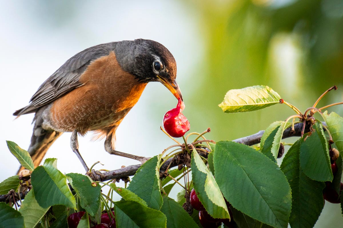 Veldzanglijsters bestrijden: Effectieve manieren om je tuin te beschermen